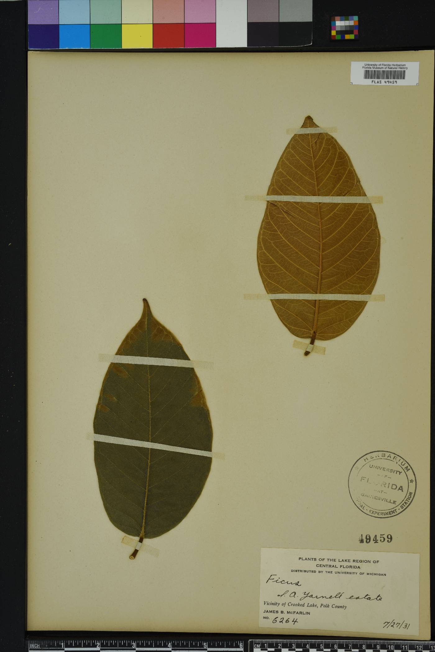 Ficus drupacea image