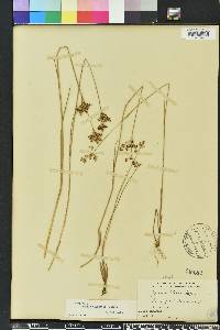 Juncus elliottii image