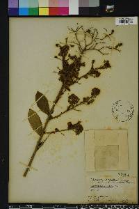 Lagerstroemia indica image