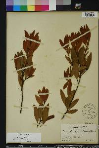 Persea humilis image