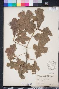 Quercus margarettae image