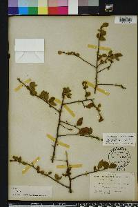 Ilex ambigua image