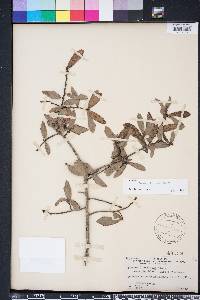 Quercus hemisphaerica image