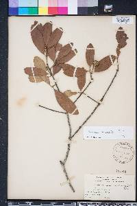 Quercus geminata image