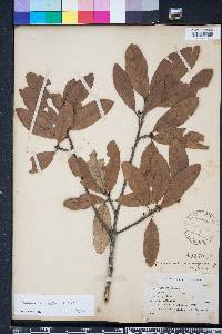 Quercus geminata image