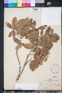 Quercus virginiana image