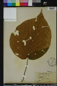 Acalypha amentacea image
