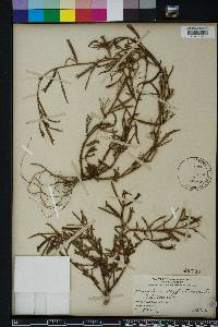 Ludwigia suffruticosa image