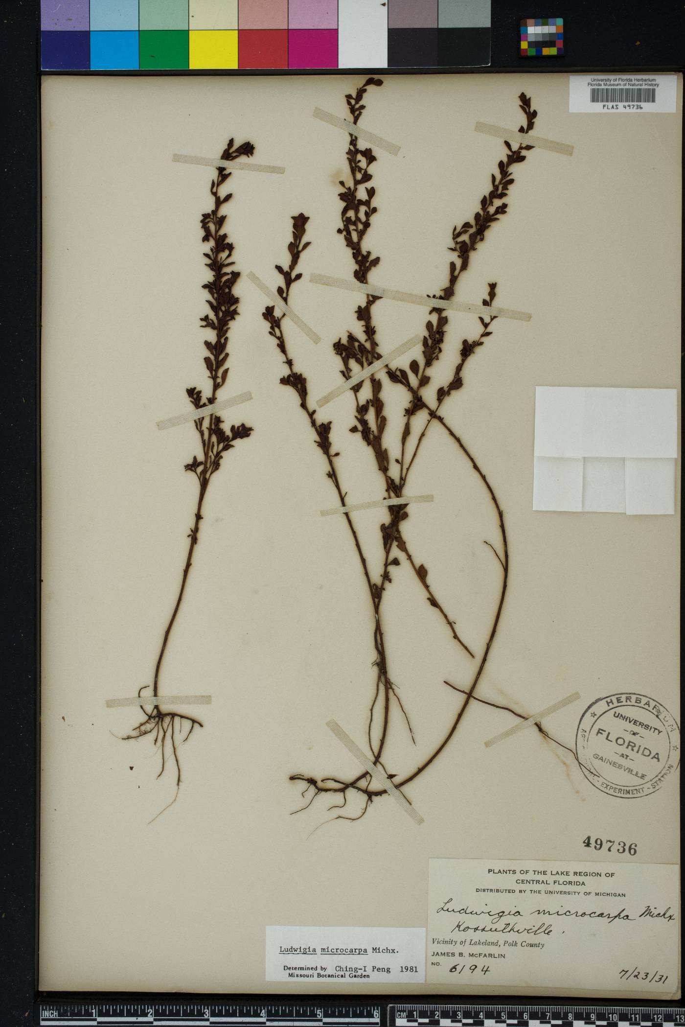 Ludwigia microcarpa image