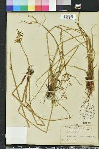 Cyperus haspan image