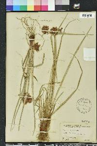 Cyperus planifolius image