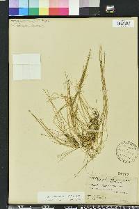 Eleocharis flavescens image