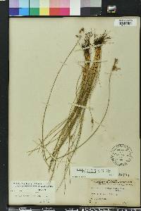 Fimbristylis puberula image