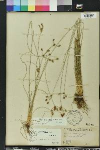 Fimbristylis puberula image