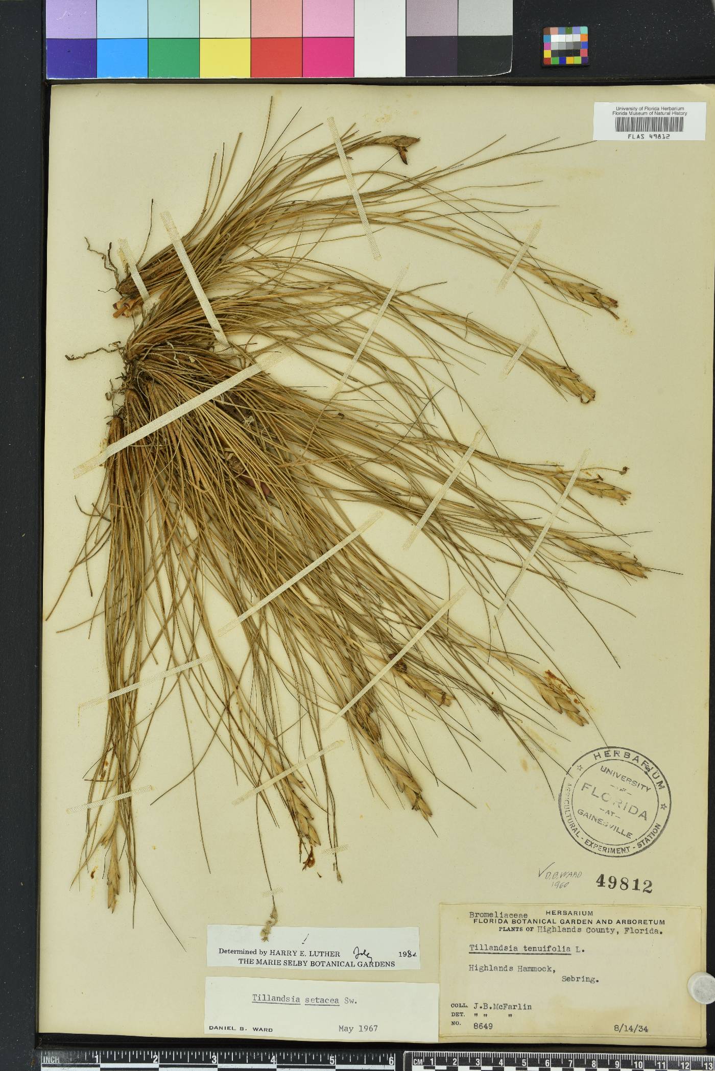 Tillandsia setacea image