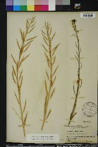 Brassica juncea image