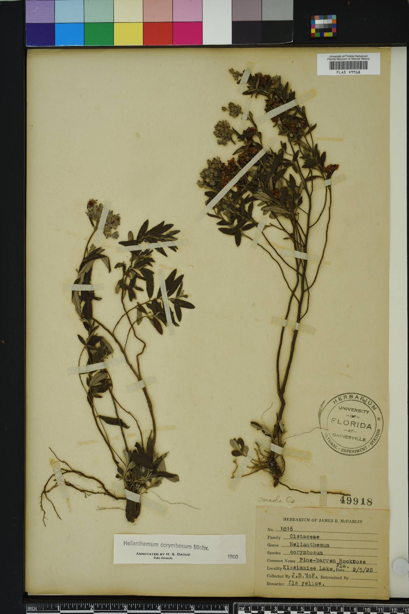 Crocanthemum corymbosum image