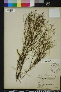 Lechea sessiliflora image