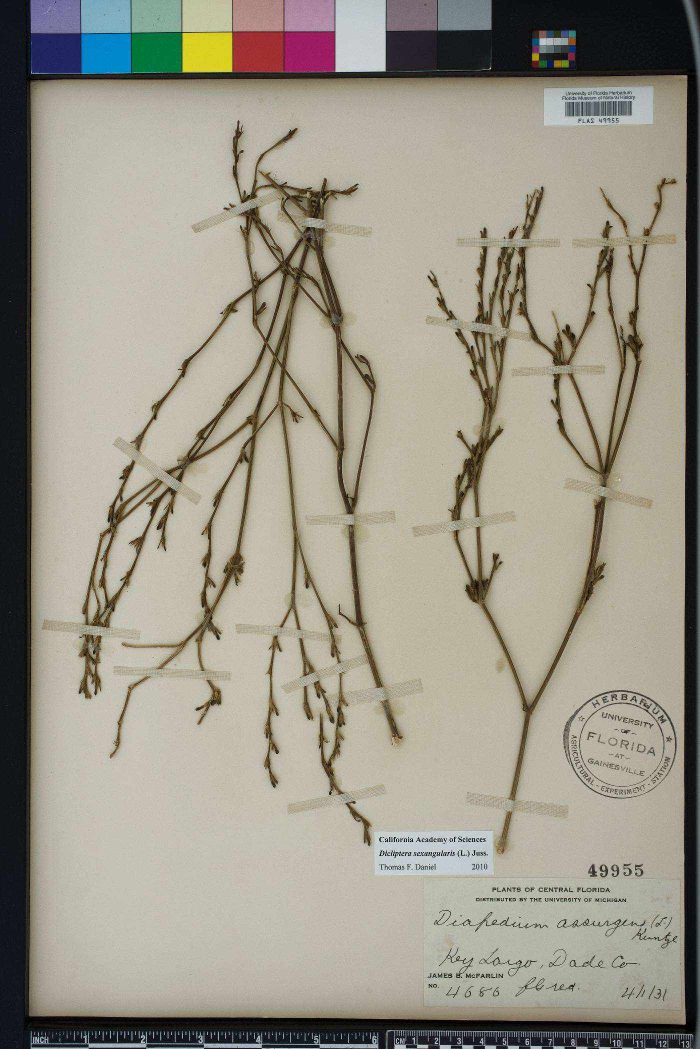 Dicliptera sexangularis image