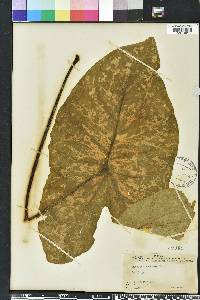 Image Associated With the Occurence