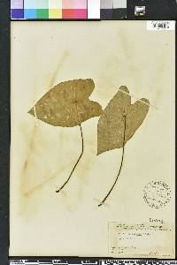 Image Associated With the Occurence