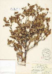 Ilex ambigua image