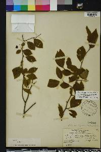 Ilex ambigua image