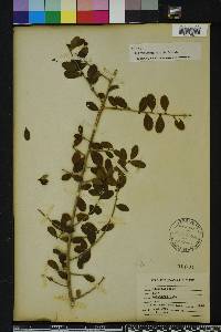 Ilex vomitoria image