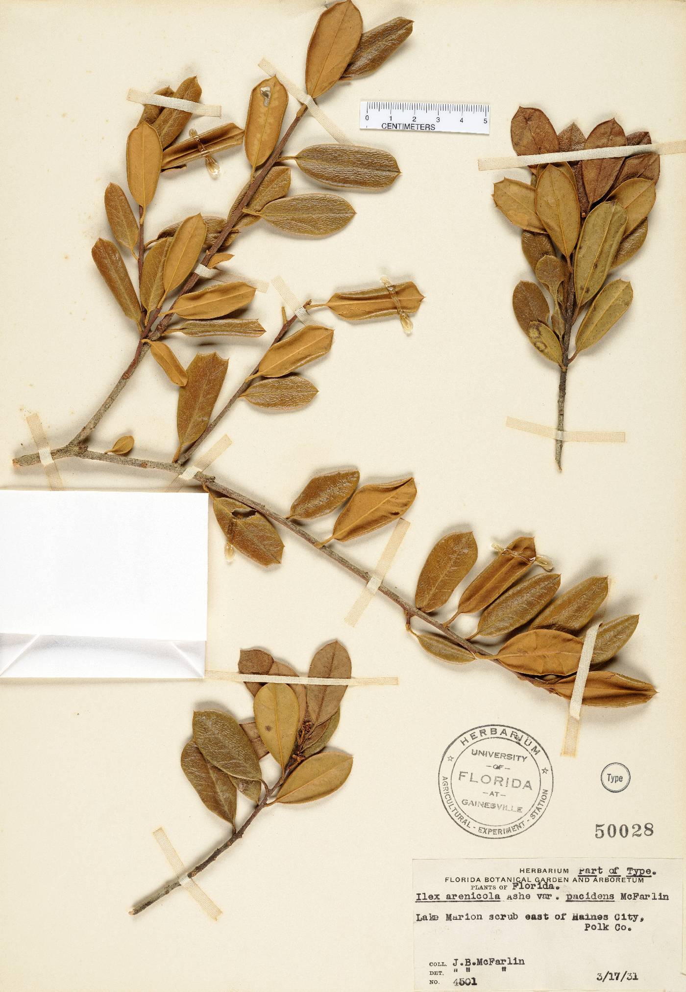 Ilex opaca var. arenicola image