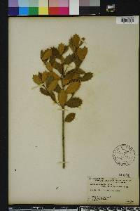 Ilex opaca var. arenicola image