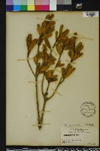 Ilex opaca var. arenicola image