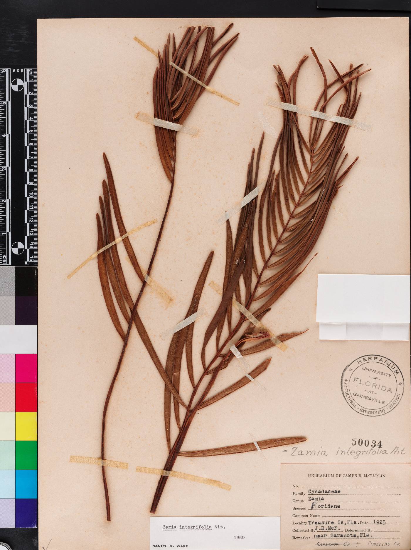 Zamia integrifolia image