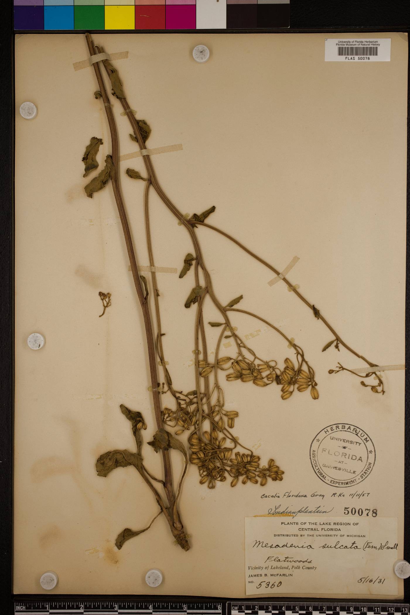 Arnoglossum floridanum image