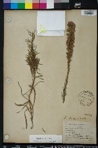 Liatris gracilis image