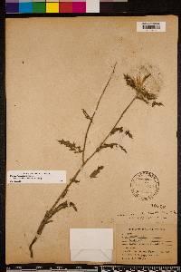 Cirsium horridulum image