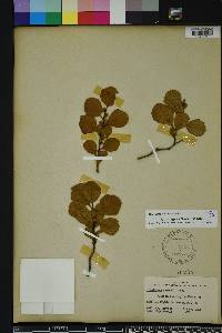 Crataegus michauxii image