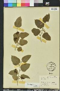 Smilax tamnoides image