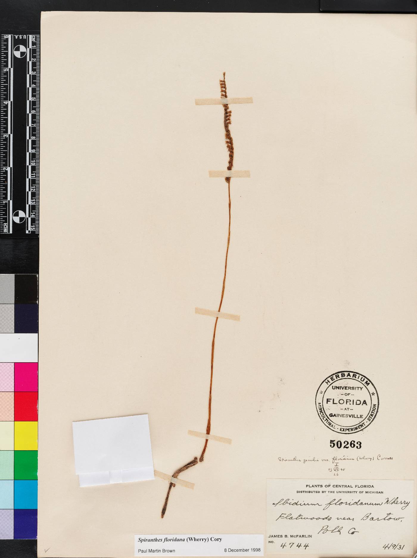 Spiranthes floridana image