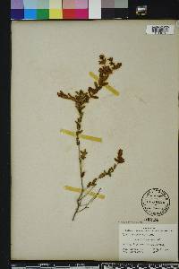 Hypericum myrtifolium image