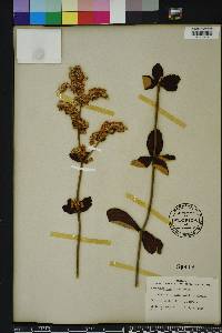 Eriogonum tomentosum image