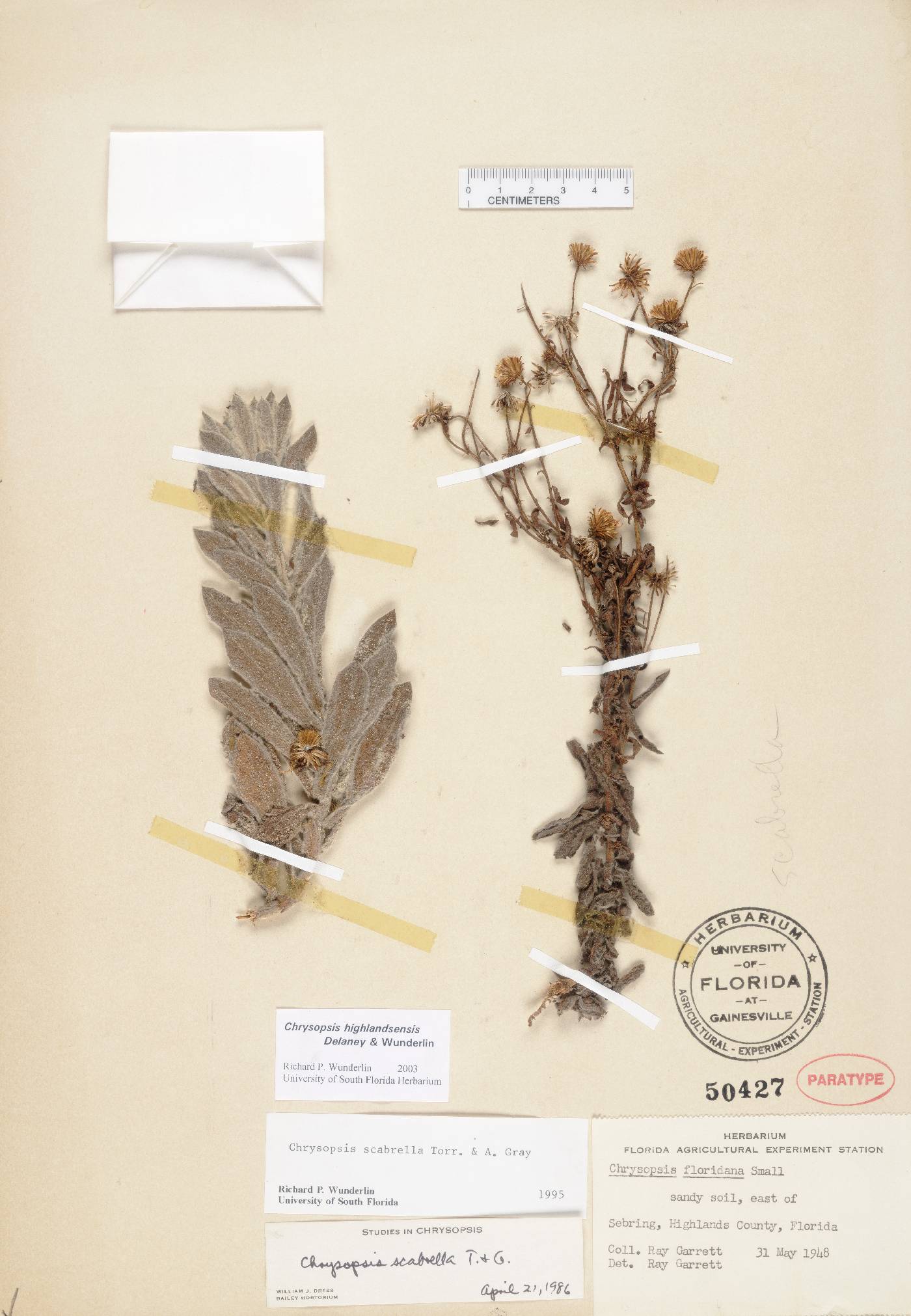 Chrysopsis highlandsensis image