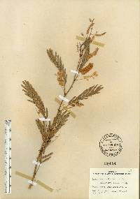 Acacia bonariensis image