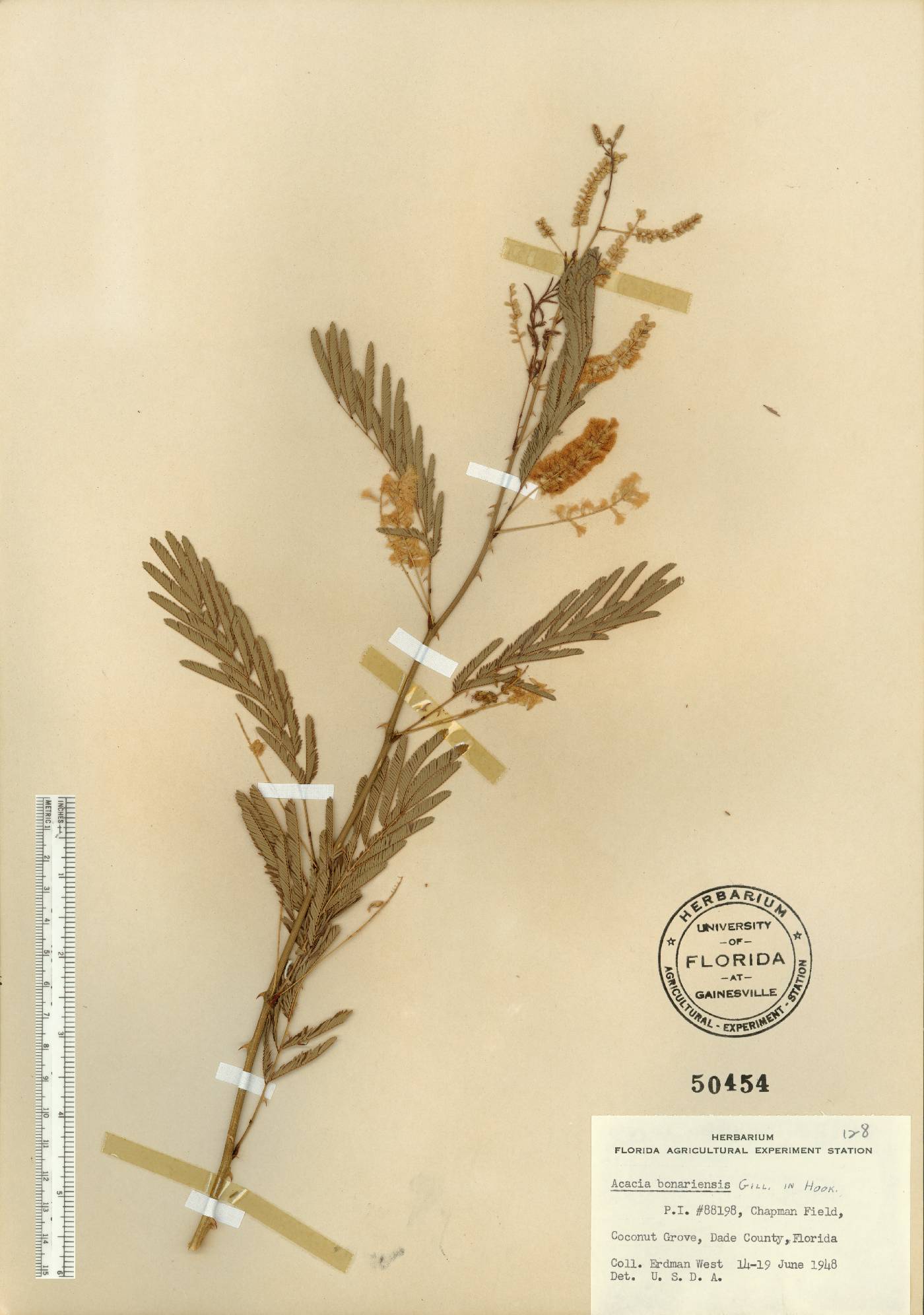 Acacia bonariensis image