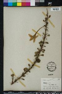 Catesbaea spinosa image