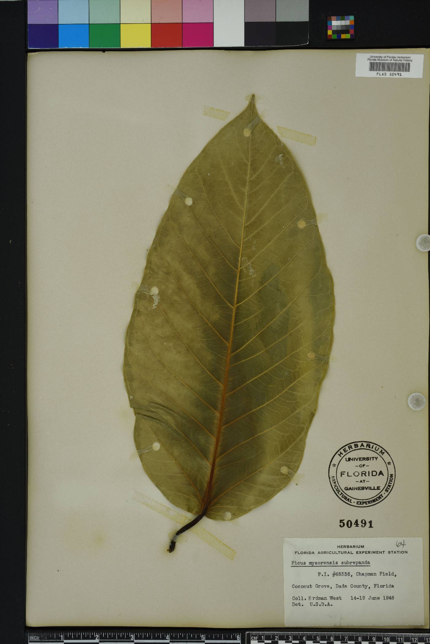Ficus drupacea image