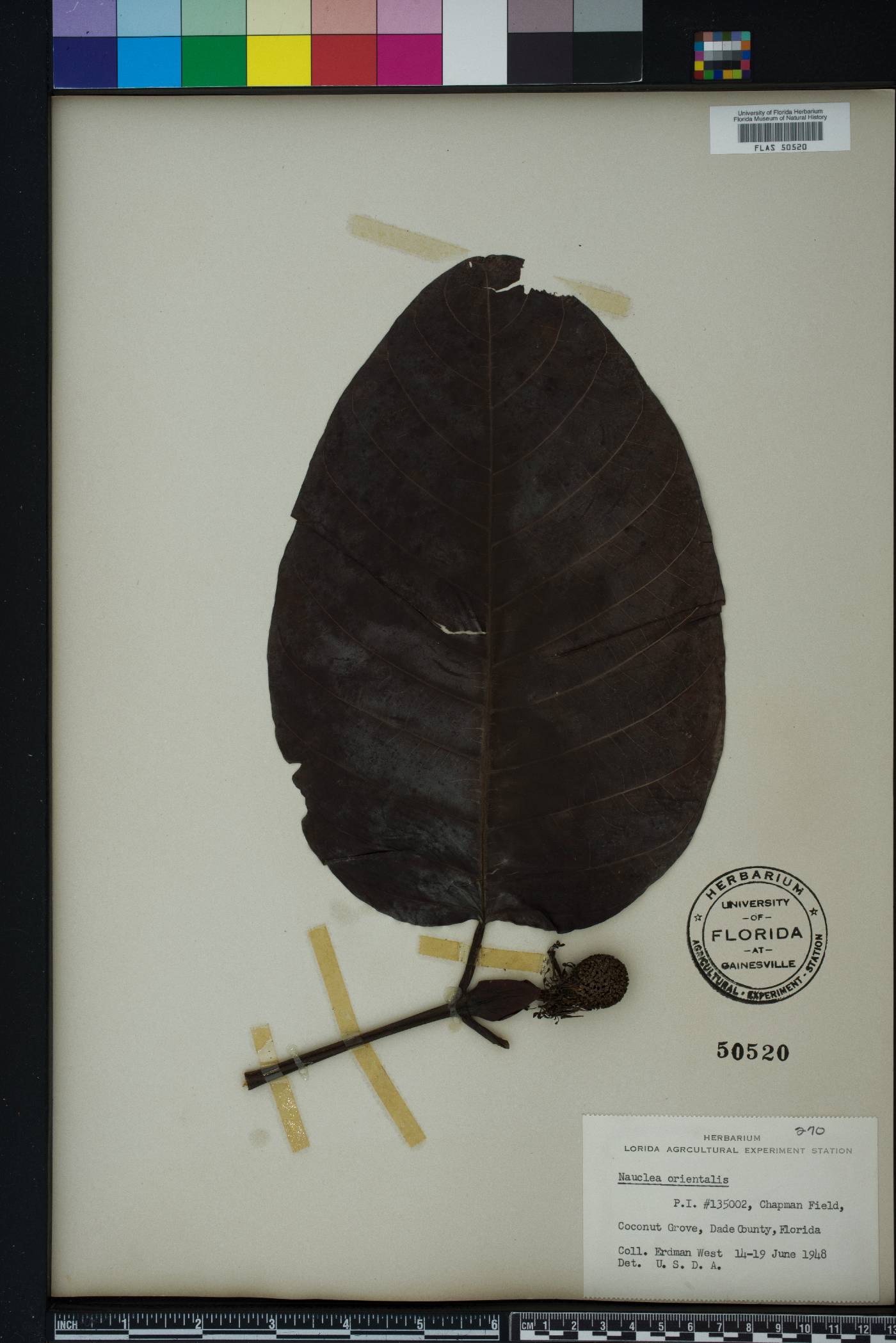 Nauclea orientalis image