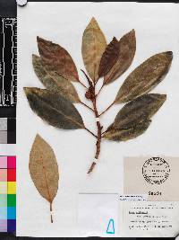 Ficus watkinsiana image