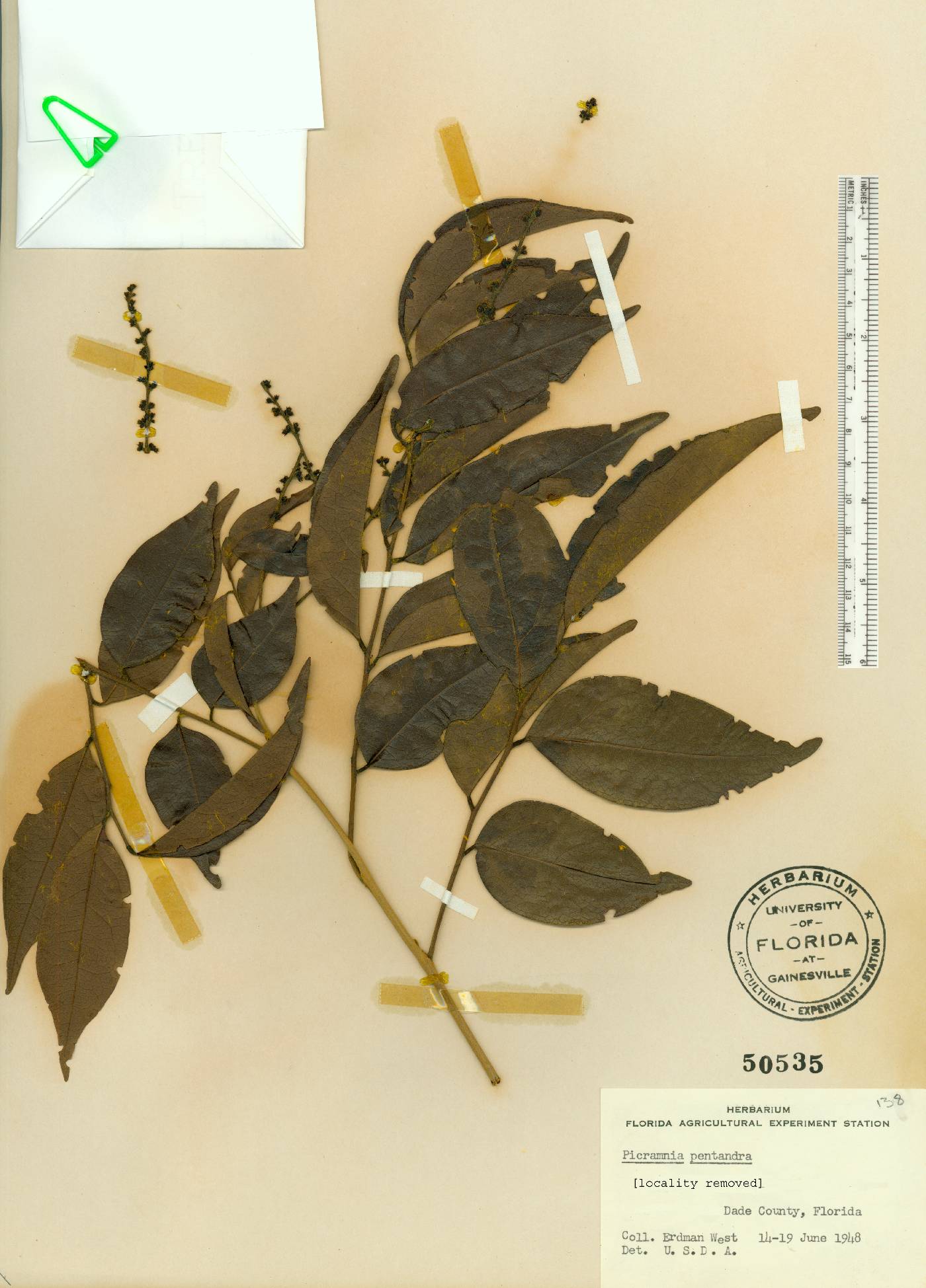 Picramnia pentandra image