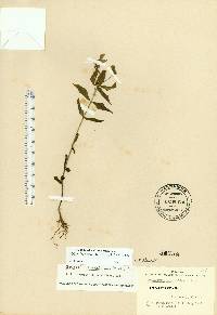 Spigelia loganioides image