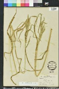 Urochloa mosambicensis image